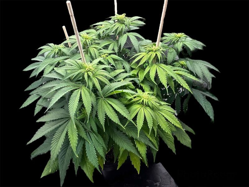 Orange Sherbet FF, Фасовка: 5, изображение 3